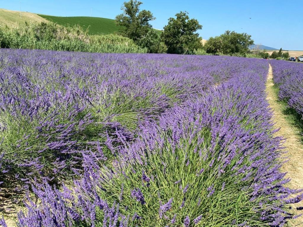 Podere Il Mulino Pieve di Santa Luce ภายนอก รูปภาพ